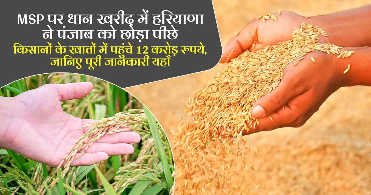 Haryana impressive performance in paddy procurement, ahead of Punjab